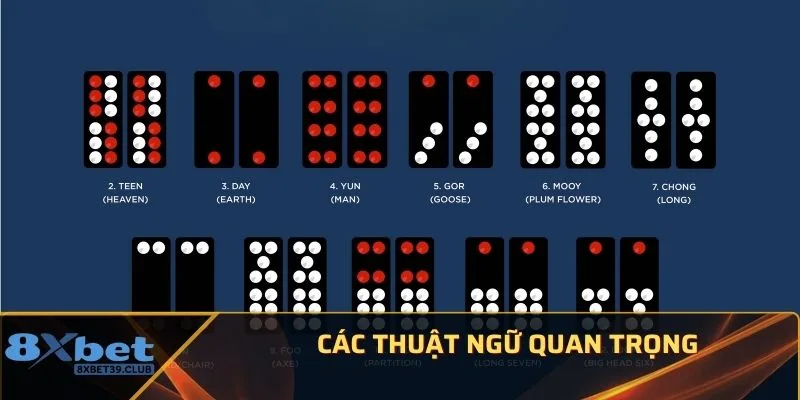 Các thuật ngữ quan trọng